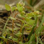 Radiola linoides Vivejo