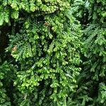 Chamaecyparis obtusa Hoja
