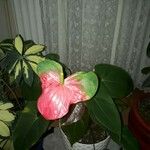 Anthurium andraeanumᱵᱟᱦᱟ