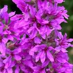 Lythrum salicaria Цветок