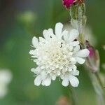 Scabiosa ochroleuca Other