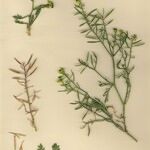 Sisymbrella aspera Hábito