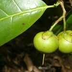 Bourreria costaricensis Plod