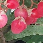 Begonia coccinea 花