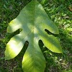 Artocarpus odoratissimus Leaf