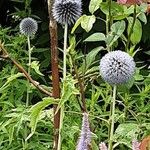 Echinops bannaticus ശീലം