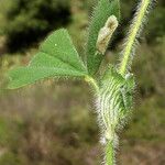 Trifolium stellatum Bark