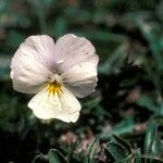Viola calcarata Blomma