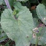 Lunaria annua Lapas