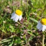 Anthemis arvensisCvet