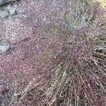 Agrostis rupestrisFlower