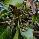 Hedera colchica Frutto