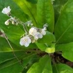 Cynoglossum virginianum 花