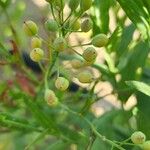 Camelina sativa Fruto