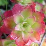 Sedum palmeri List