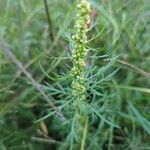 Artemisia biennis Плод