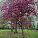 Malus × floribunda आदत