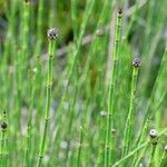 Equisetum fluviatile Lapas