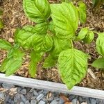 Ocimum campechianum Feuille