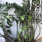 Zamioculcas zamiifolia葉