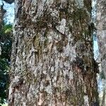 Jacaranda cuspidifolia Кора