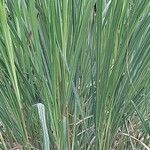 Cymbopogon citratus 葉