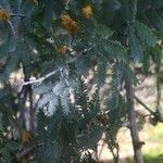 Acacia baileyana Levél