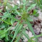 Melampyrum cristatum Leaf