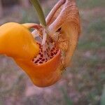 Coryanthes macrantha Flor