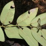 Dalbergia retusa Leaf