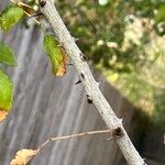 Zanthoxylum clava-herculis Corteza