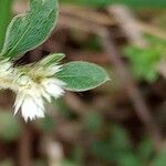 Alternanthera sessilis برگ