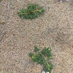 Euphorbia polygonifolia Hábito