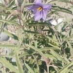 Solanum elaeagnifoliumFlower