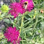 Knautia macedonicaFlower