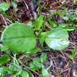 Senecio doronicum 葉