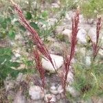 Calamagrostis pseudophragmites Кветка