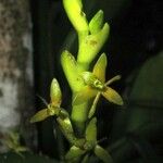 Epidendrum angustisegmentum