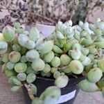 Cotyledon pendens Hoja