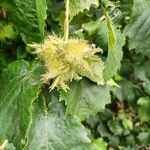 Corylus colurnaFruit