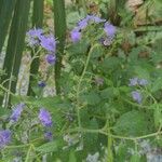 Phacelia bipinnatifida Flor