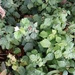 Rubus caesius Levél
