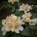 Rhododendron lanatum Blomma