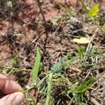 Vicia segetalis Fruto