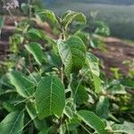 Solanum campylacanthum Feuille