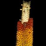 Amorphophallus paeoniifolius Fruit