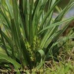 Carex hordeistichos Habitus