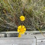 Helenium pinnatifidum Flower