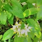 Solanum bahamense Flower