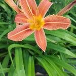 Hemerocallis fulvaКвітка